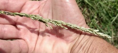 Tridens albescens