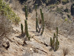 Trichocereus macrogonus