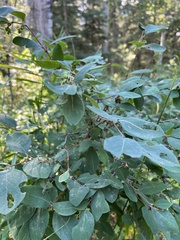 Symphoricarpos occidentalis