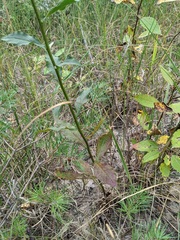 Solidago hispida huronensis