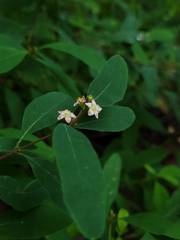 Hypericum walteri