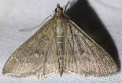 Mecyna mustelinalis