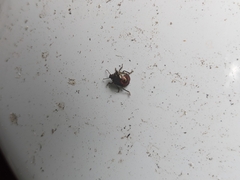 Asopinae
