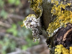 Xanthoria parietina