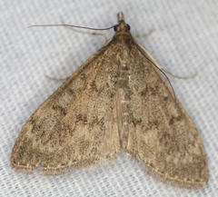 Mecyna mustelinalis
