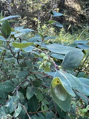 Symphoricarpos occidentalis