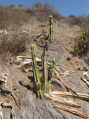 Trichocereus macrogonus