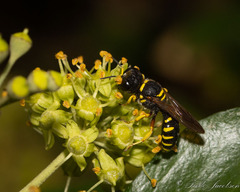 Ectemnius