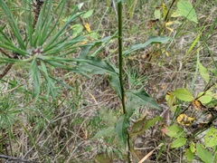 Solidago hispida huronensis