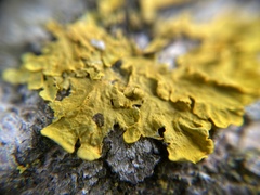Xanthoria parietina