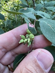 Symphoricarpos occidentalis