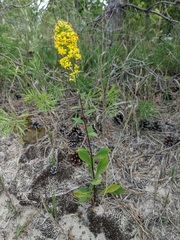 Solidago hispida huronensis