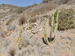 Trichocereus macrogonus
