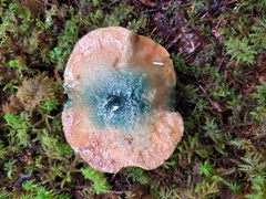 Lactarius aurantiosordidus