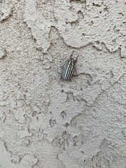 Polyphylla decemlineata