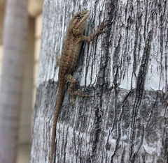 Sceloporus occidentalis