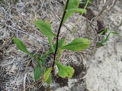 Solidago hispida huronensis