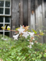 Abelia
