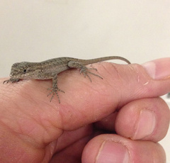 Sceloporus occidentalis