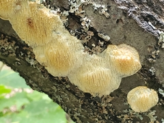 Radulomyces