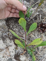 Solidago hispida huronensis