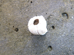 Austromegabalanus nigrescens