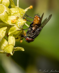 Musca autumnalis