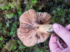 Lactarius aurantiosordidus