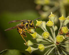 Vespula squamosa
