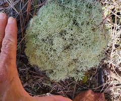Cladonia subtenuis