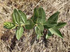Asclepias viridis