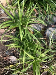 Carex hendersonii