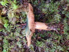 Lactarius aurantiosordidus