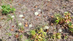 Cladonia subtenuis