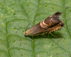 Grapholita tristrigana