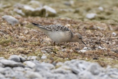 Calidris subruficollis