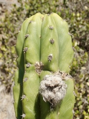 Trichocereus macrogonus