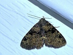 Metalectra quadrisignata