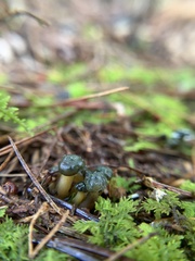 Leotia viscosa