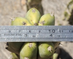 Trichocereus macrogonus