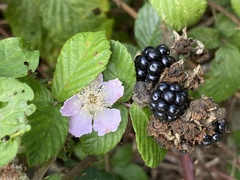 Rubus