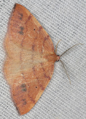 Drepanulatrix carnearia