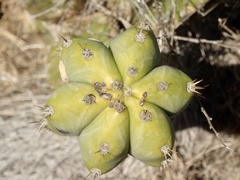 Trichocereus macrogonus