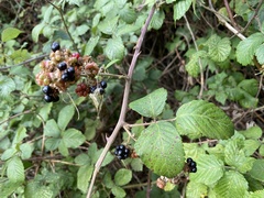 Rubus
