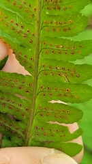 Dryopteris goldieana