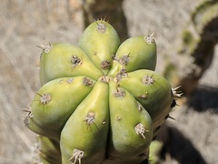 Trichocereus macrogonus