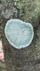 Cryptothecia striata