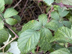 Rubus