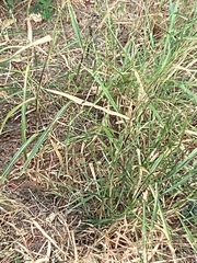 Sorghinae
