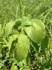 Acalypha ostryifolia